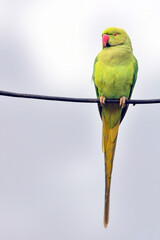 Rose-ringed Parakeet, also known as the Ring-necked Parakeet, (Psittacula krameri), perched on a wire, Uttar Pradesh, India.