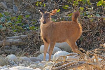 Sambar Deer (Rusa unicolor), foal, Jim Corbett National Park, Uttarakhand, India.