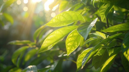 Obraz premium Fresh green leaves bathed in sunlight, a symbol of rejuvenation and growth