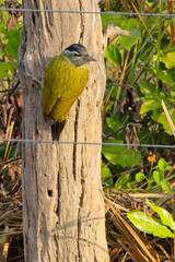 Streak-throated Woodpecker (Picus xanthopygaeus) female on a fence post,  Jim Corbett National Park, Uttarakhand, India.