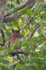 Tawny Fish Owl, (Ketupa flavipes), roosting in a tree during daylight, Uttarakhand, India.