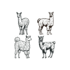 Fototapeta premium Llama animal logo design vector vintage