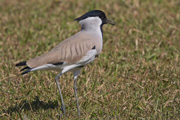 Naklejka premium River Lapwing (Vanellus duvaucelii) on a grassy lawn near the Kosi River, Uttarakhand, India. Birdlife has uplisted this species to Near Threatened.