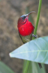 Crimson Sunbird, (Aethopyga siparaja), male perched on a plant, Uttarakhand, India.