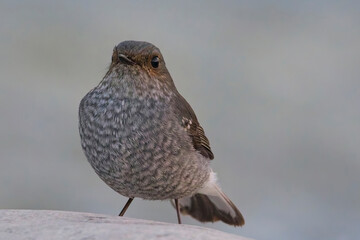 Plumbeous Water Redstart, (Rhyacornis fuliginosa), female of a rock beside the Kosi River, Uttarakhand, India.