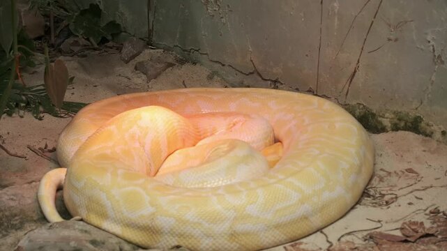 Albino python laying under a heat lamp