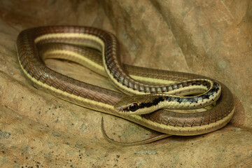 Mountain bronzeback or Burmese bronzeback (Dendrelaphis subocularis ) is a species of snake found in Myanmar and Thailand.