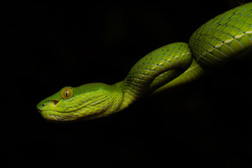 Trimeresurus albolabris, the white-lipped pit viper or white-lipped tree viper, is a venomous pit...