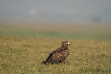 The greater spotted eagle, also called the spotted eagle, is a large migratory bird of prey. 