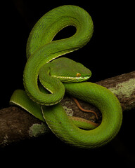 Trimeresurus albolabris, the white-lipped pit viper or white-lipped tree viper, is a venomous pit viper species endemic to Southeast Asia.