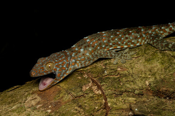 The tokay gecko is a nocturnal arboreal gecko in the genus Gekko, the true geckos. It is native to Asia and some Pacific Islands.