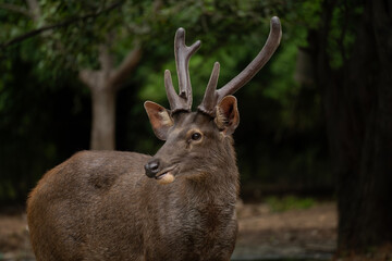 Sambar deer (Rusa unicolor) native to the India,south china,Southeast Asia.Population declined due to hunting and industrial exploitation of habitat.