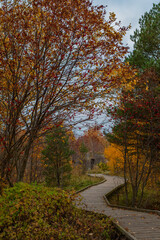 Scenic section of the Paljassaare peninsula path in Estonia, showing a narrow wooden boardwalk that winds through a dense autumn forest. Hiking or walking through nature concept.