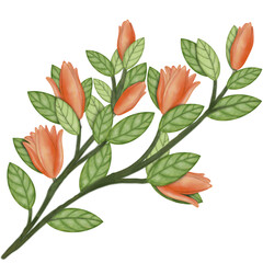 Champaca orange color Flowers of Magnolia isolated ,hand drawn illustration cartoon style.