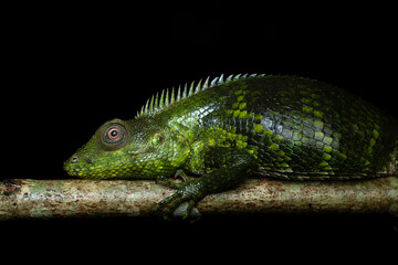 Calotes nemoricola, the Nilgiri forest lizard, is an agamid lizard found in the Western Ghats of India.