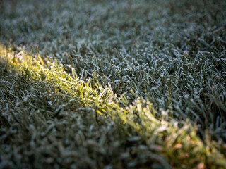 Autumn lawn during morning frosts. The part of the lawn in the shade is frozen and the part illuminated by the sun without frost.