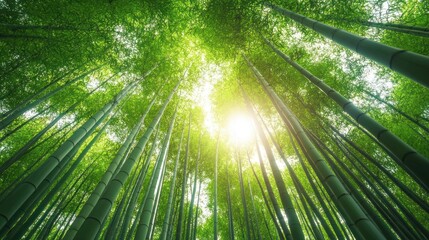 A low angle view of a dense bamboo forest with sunlight streaming through the canopy.