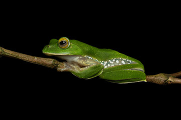 False malabar gliding frog is endemic to the Anaimalai Hills, a part of the southern the Western Ghats in the Tamil Nadu and Kerala states, India.