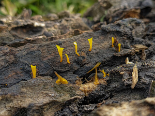 Dacryopinax Spathularia is a species of mushroom that looks like jelly and sometimes has a spatula-like shape. One of the edible mushrooms and usually grows on dead logs in the tropics