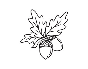 Hand drawn doodle oak leaves acorns icon. leaf, acorn of an oak tree. Outline drawing an acorn.  © Yanka