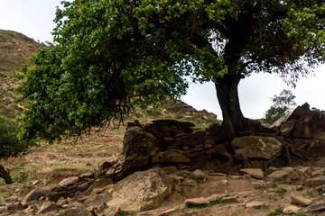 Caucasian mountain. Dagestan. Trees, rocks, mountains, view of the green mountains. Beautiful summer landscape.