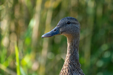 mallard duck
