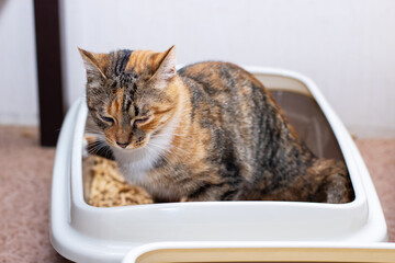 A delightful calico cat is comfortably sitting in a black litter box
