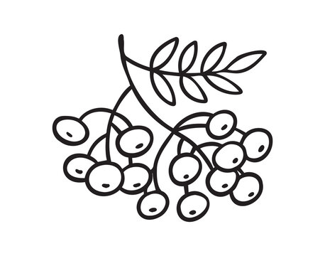 Branch of rowan tree doodle hand drawn icon. Drawing Branch of rowan tree clipart element.