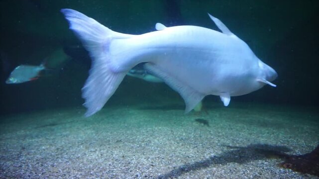 A large freshwater fish gracefully swimming underwater, surrounded by a serene aquatic environment. The image captures the beauty and tranquility of freshwater ecosystems.