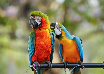 blue and yellow macaw,harlequin macaw standing on aluminium rod.