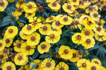 Closeup of a vibrant yellow flower with a beautiful purple center
