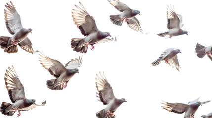Fototapeta premium flock of birds isolated on white background flock of pigeons on a white background butterfly A flock of birds in flight isolated on a white background, Generative Ai