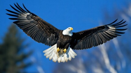Obraz premium Bald Eagle in Flight with Spread Wings Against a Blue Sky