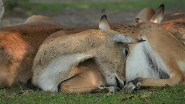 red lechwe antelope (Kobus leche) laying on the ground