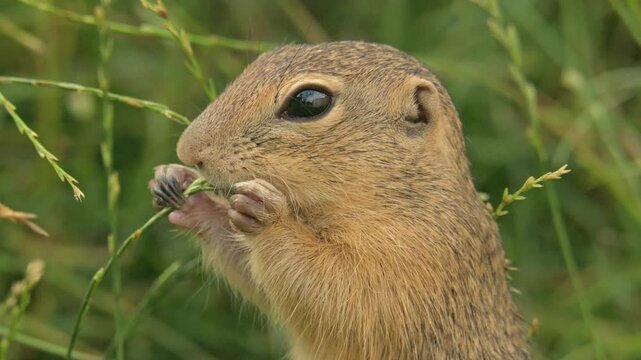 European ground squirrel (Spermophilus citellus) munching on grass