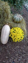 Autumn Still Life with Pumpkin and Yellow Chrysanthemums. Rustic Fall Decoration with Flowers and...