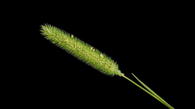 Timothy grass (Phleum pratense) inflorescence in bloom time lapse