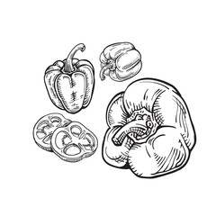 Paprika and leaves. Tree illustration. Hand-drawn paprika branch. Engraved paprika and plant. Paprika tree vector. Vector illustration of paprika branch. Hand-drawn paprika branch.