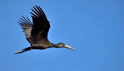 Obraz premium African openbill - Anastomus lamelligerus - are large, long legged, long necked wading birds with long, stout bills. they use soaring, gliding flight, which conserves energy