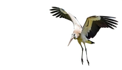 Obraz premium Asian openbill stork - Anastomus oscitans - are large, long legged, long necked wading birds with long, stout bills. they use soaring, gliding flight, which conserves energy