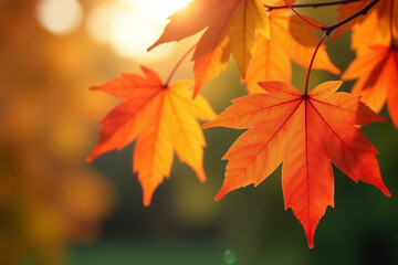 Fototapeta premium Bright autumn maple leaves with vibrant red, orange, and yellow colors on a natural white background.