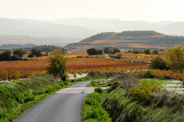 A winding road cuts through vast vineyards with autumn foliage, set against a backdrop of rolling hills and a distant horizon. Ideal for travel and exploration themes in La Rioja Spain