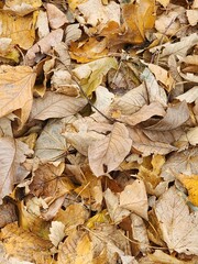 autumn leaves background