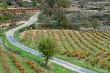 The curved pathway runs through a well-maintained vineyard, showcasing the area's agricultural richness and inviting exploration. Ideal for rural and path themes in La Rioja Spain