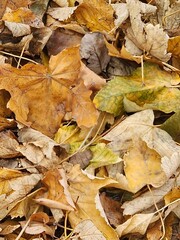fallen autumn leaves