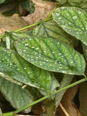 leaf with dew drops