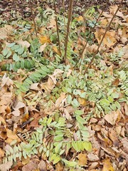 leaves on the ground