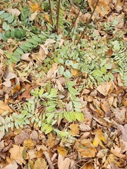 autumn leaves background