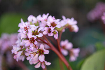 bergénie à feuilles charnues