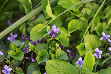 Violette odorante
